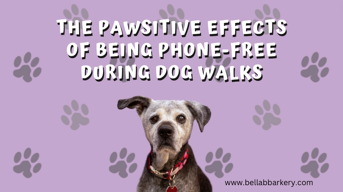 The Pawsitive Effects of Being Phone-Free During Dog Walks