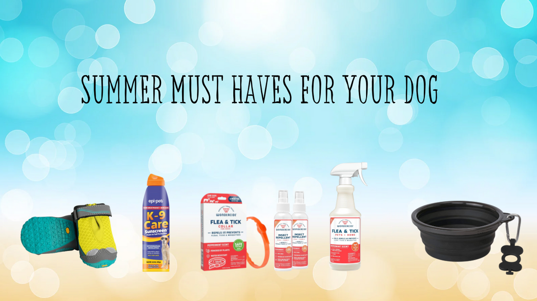 Summer Must Haves for Your Dog!