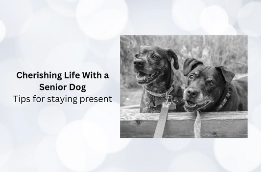 Cherishing Life With a Senior Dog - Tips for Staying Present