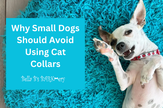 Why Small Dogs Should Avoid Using Cat Collars