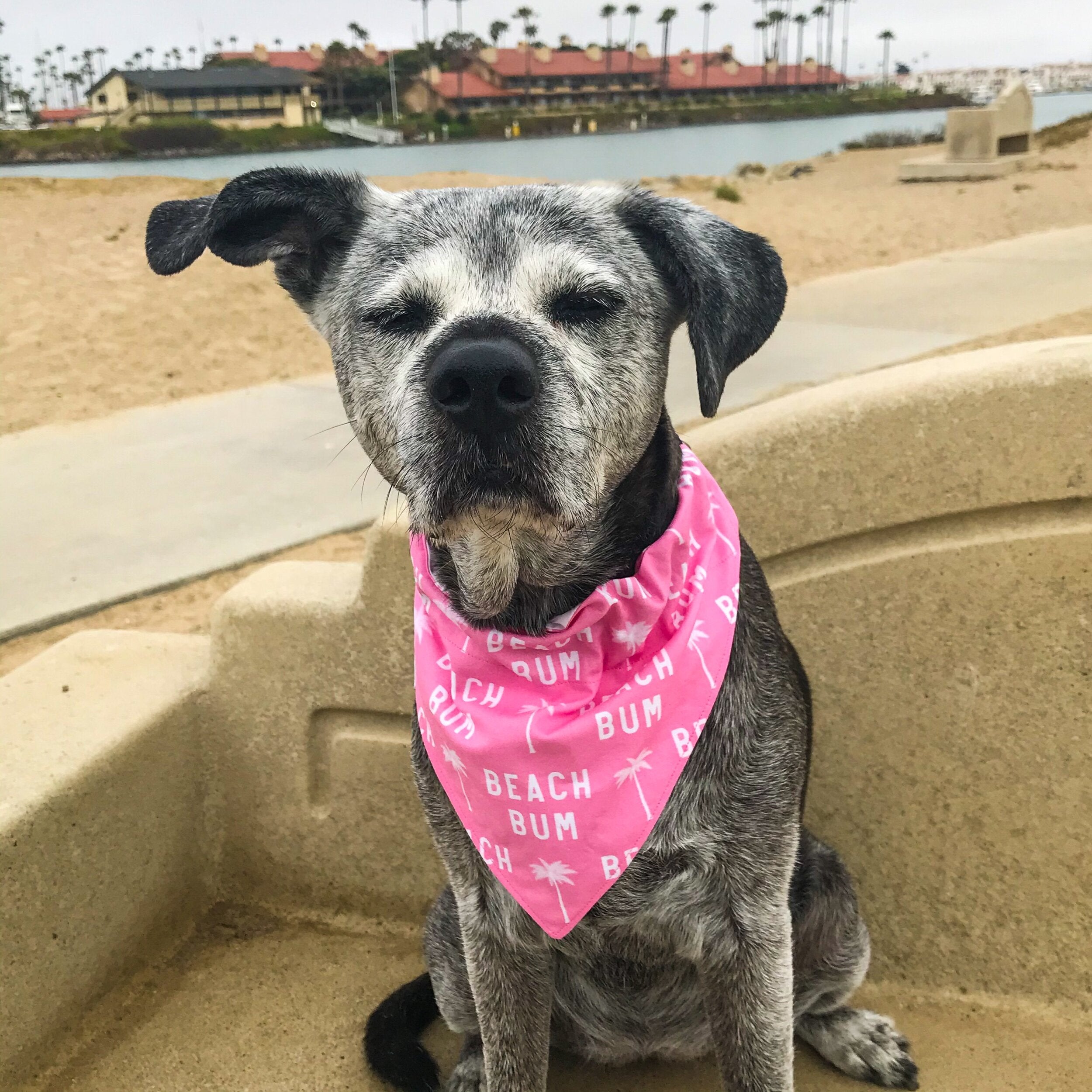 Pink deals bandana collar