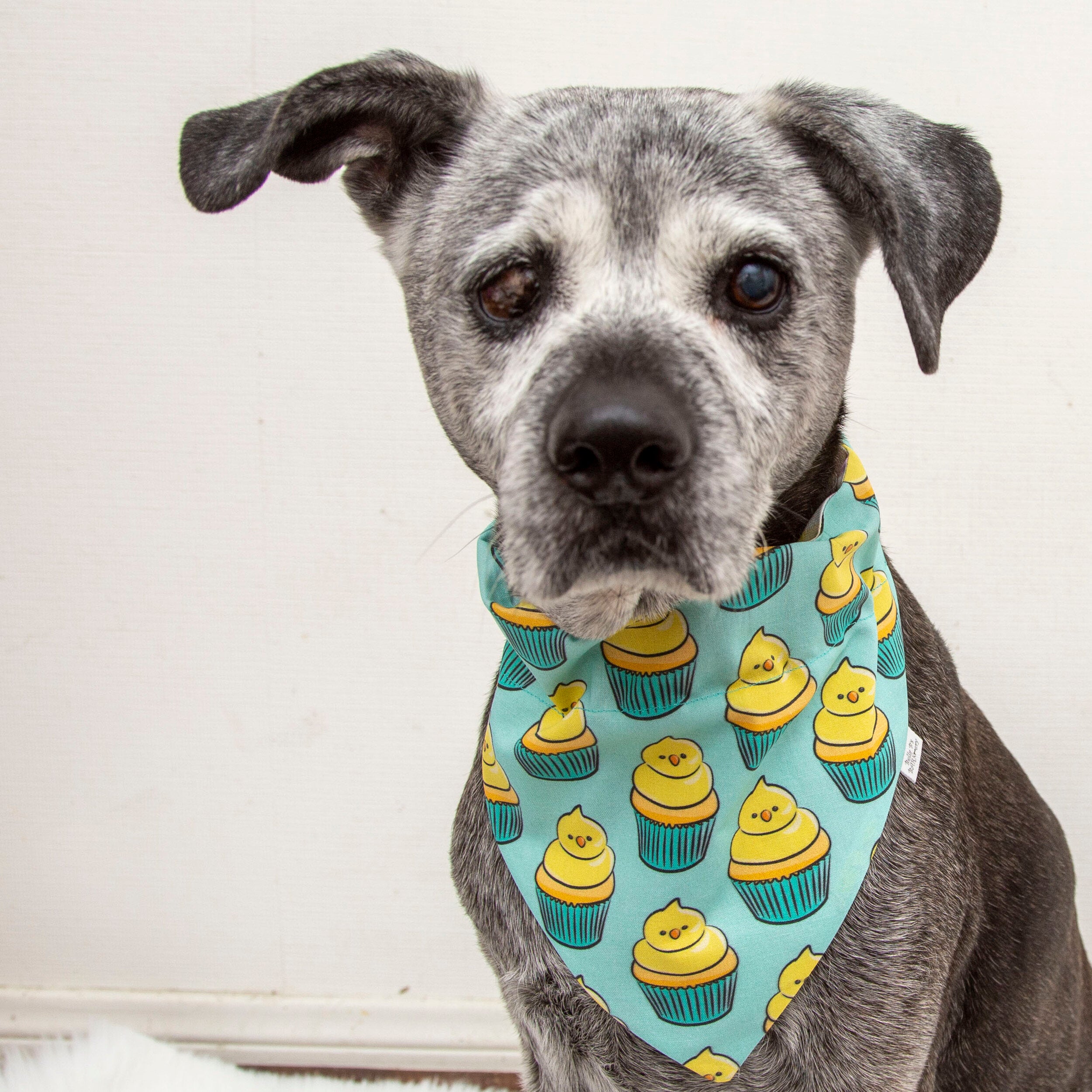 Spring dog bandanas new arrivals