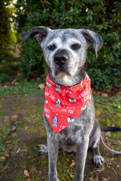 Red bandana dog store harness